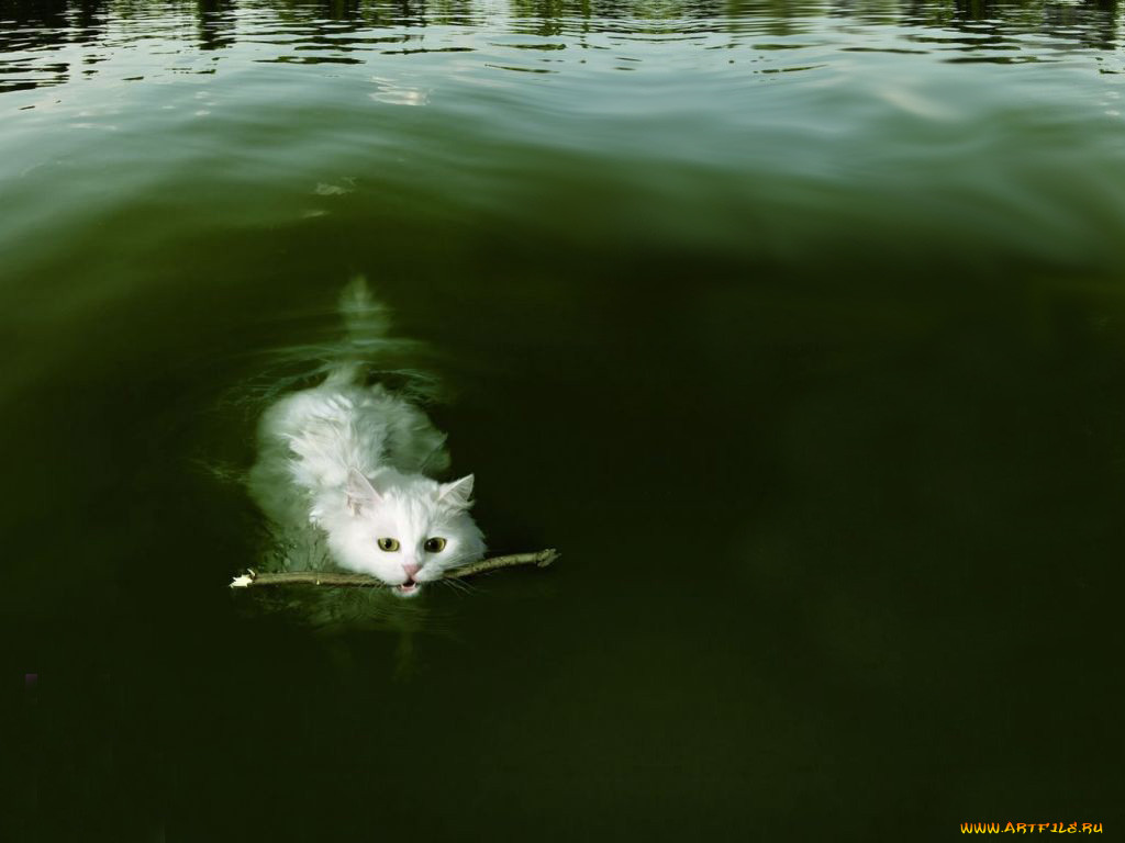swim, cat, , 